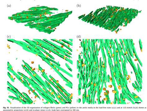 The long green strands represent the collagen fibrils and the small yellow objects visualize the proteoglycans.