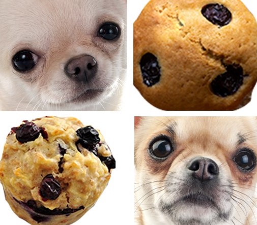 Comparison and similarities between face of  Chihuahua and blueberry muffin